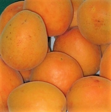 ALBICOCCO BELLA DI IMOLA - BRUSA PRUNUS ARMENIACA 
